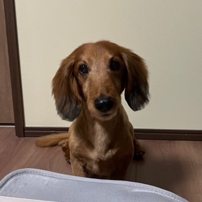 さく茶さんのプロフィール画像