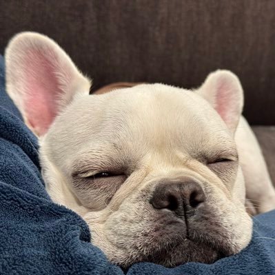 kiss1999prince's profile picture. ミュージカルが好き🫶 健ちゃんW推し。 ミニョクを知ってからBTOBを知る🌈黄色い🐿️W推し。ミニョク・ウソク・祐人などなど好きな人たくさん😍 こにたん演じる彼に誘拐されたい😂 ラブ🐶からのパグ🐶からのフレブル🐶