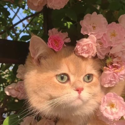 romisaa_sherif's profile picture. Physiotherapist girl💫🙅‍♀️💙