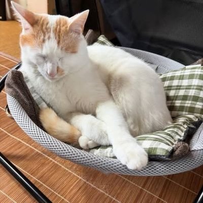 人生は美しいもので、微笑むべきことがたくさんあるのだから、微笑み続けよう🥰🌷。
デュオプレーヤー 🎤🎶さん
動物😻と自然が大好きです 🏔️🌳
フォローバック ☺️
