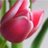 كويتية حلوة's Twitter (X) avatar