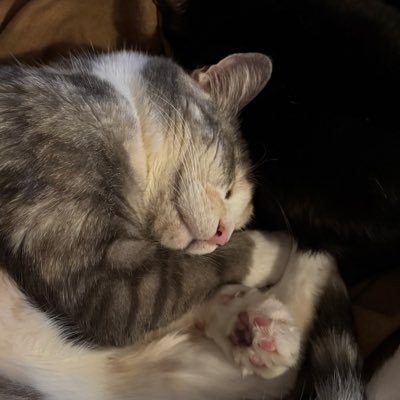 nolyntc's profile picture. Meow?