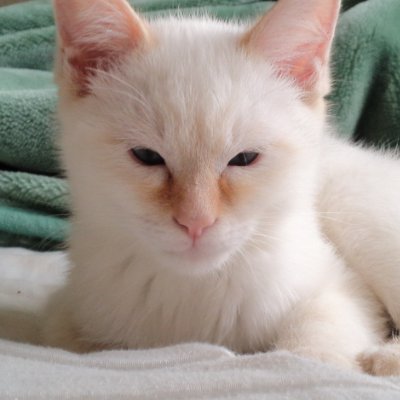 猫達の面白くてかわいい、癒やされちゃう画像と動画がいっぱいです。
YouTubeにも動画をたくさん投稿していますので、是非ご覧になってくださいニャ😸↓