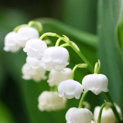 cherryAandB's profile picture. 大事なことは夫婦で相談。新潟大好き。愛媛も好き。自然の写真を撮るのが好き。娘2人、息子1人との5人家族。子どもたちに明るい未来を！