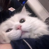 🙉 (@jaufderhar83992) 's Twitter Profile