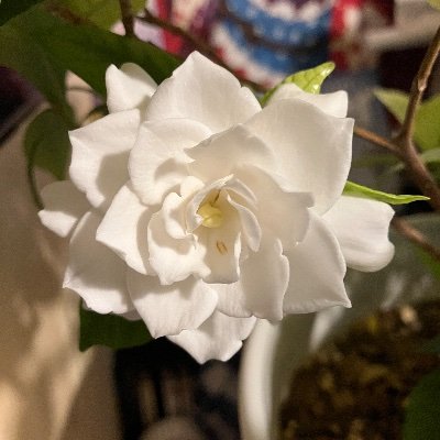 osanayande's profile picture. 春夏夏冬、野球と競馬諸々を嗜みます 野球はベイスターズ 競馬はパドマとアルナシーム この辺を今年応援していくぞ サイバーイグアナ