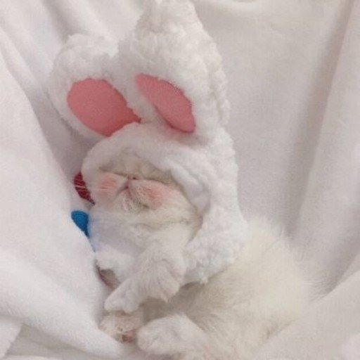 ConnCoy11952's profile picture. Gods determine what you're going to be。