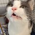 Real Cat (@real_cat_badass) Twitter profile photo Real Cat (@real_cat_badass) Twitter profile photo