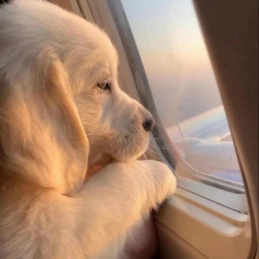 LedaW39264's profile picture. Gods determine what you're going to be。