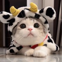 Laura (@enricorunt6041) 's Twitter Profile