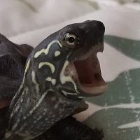 クサガメのバーニー (@barney0717) 's Twitter Profile