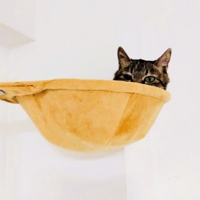 nejimaki_cat_'s profile picture. パンとケーキがあればしあわせ。