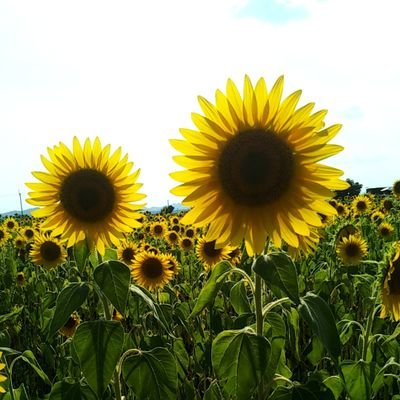 1nqESfKsST48318's profile picture. 