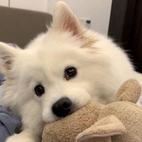 Laura (@zeldar55049) 's Twitter Profile
