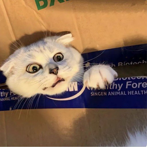 LangoshMar74998's profile picture. Gods determine what you're going to be。