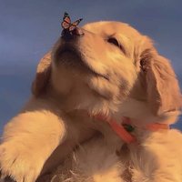 Beyoncé (@schroeders5164) 's Twitter Profile