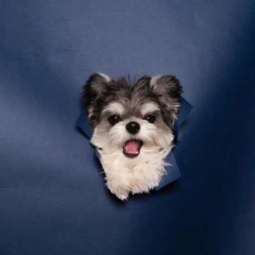 AnitaVeum82303's profile picture. Gods determine what you're going to be。