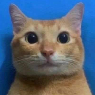 Shreyasckr16's profile picture. .....huh