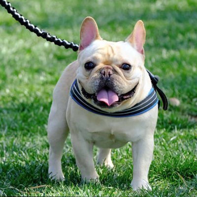 halconghr's profile picture. よろしくー！