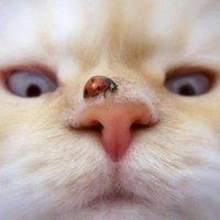 coyote (@cayotted13821) 's Twitter Profile Photo