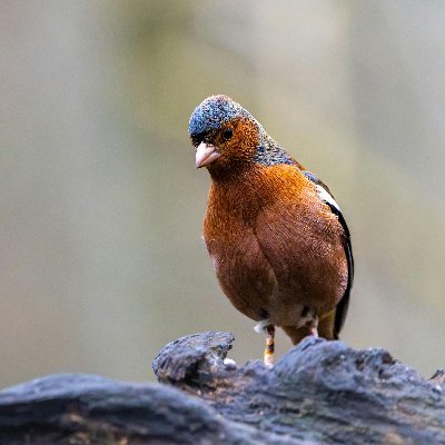 jizel113's profile picture. 