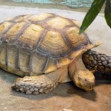 f06_1's profile picture. Yuriy. 雑多垢. R18含む. 好:Vtuber,ASMR,シチュボ. 軽率にいいね,RPする. 🎣/🧪/☔🐬/🌟🚀/くもの上ユメミ💭ちゃんが好き. 癖 @Yuriy_z9