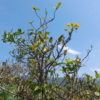 có tổ có tiên,tiên có tổ
còn nước còn non, nước non còn