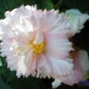 Evelyn Maher - @EvelynMaher - Twitter