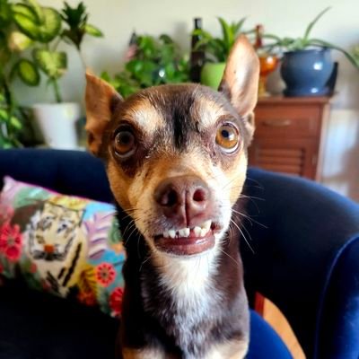 azbrumb18's profile picture. Think/live for yourself, not for others. Politics are for people who suffer from #pareidolia. #paranormal #spirits #creatures #strange #fun