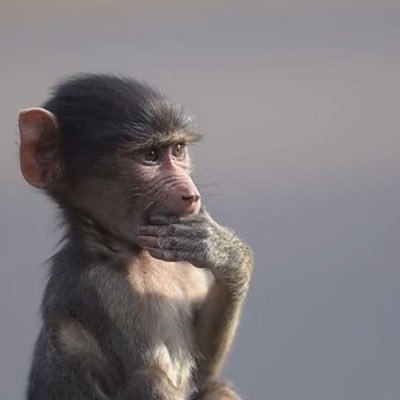 aychilmech's profile picture. 