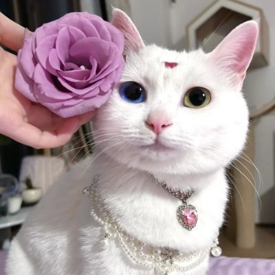 manuelsimbad's profile picture. 