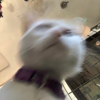 zakkterology's profile picture. demonyo.