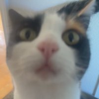 Dom_PK (@peggleprodigy11) 's Twitter Profile
