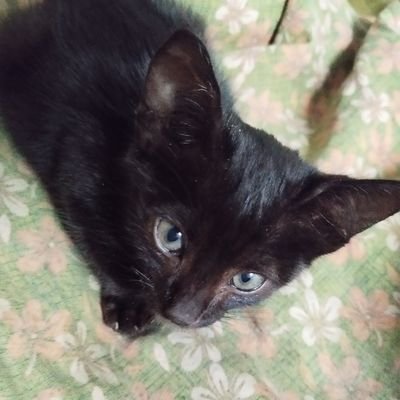 Sangita1240's profile picture. 