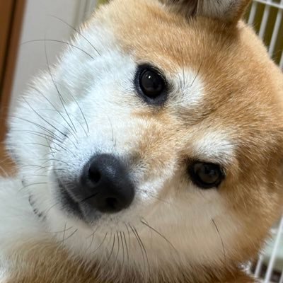 柴レディ2代目こなつ4歳です 2021年8月14日生まれ。千葉産まれの襟姫号 12月18日我が家に来ました。 先代の柴みかんさん、16歳で虹🌈を渡りました。保護セキセイインコのピチコ7年一緒にすごしまして🌈を渡りました。 無言フォローお許しください。 主に日月更新しています。 エロ垢は❌無断転載禁止🈲