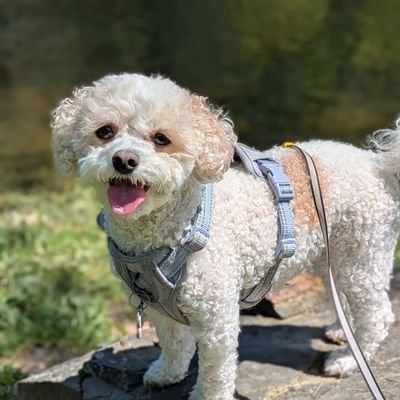 I am a Cavapoo. 🐶 I was born on November 10th 2020. 🎂 I am a CGC! 🤩 I LOVE to wear clothes! 🎀 I weigh 9 pounds. 💗 Training to become a Therapy Dog. 🐕🦺