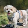 DaisyCavapoo's profile picture. I am a Cavapoo. 🐶 I was born on November 10th 2020. 🎂 I am a CGC! 🤩 I LOVE to wear clothes! 🎀 I weigh 9 pounds. 💗 Training to become a Therapy Dog. 🐕‍🦺