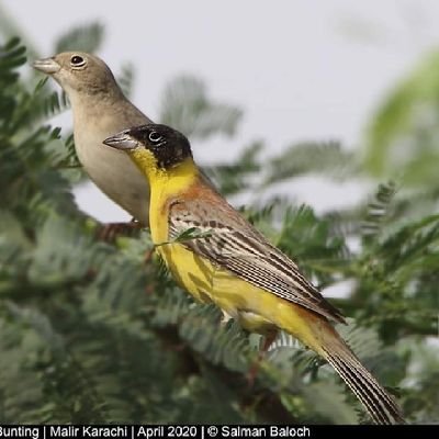 MeerSarban's profile picture. 