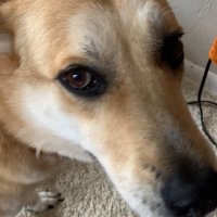 Shade (@201629982_shade) 's Twitter Profile