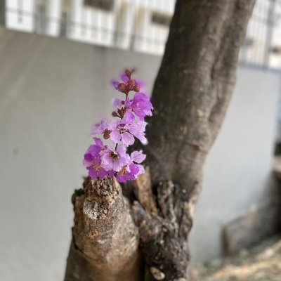 Dray_mon1's profile picture. I write, i code and obsess with cybersecurity .
#ForzaMilano