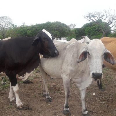 Abogado egresado de la USM Caracas. Especialista en Gestión Aduanera y Comercio Exterior ENAHP. Piloto privado. Amante de la buena música...
