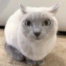 soapy (@soapyblued) 's Twitter Profile