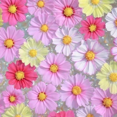 写真メインです/お花のある風景が好きです🌷こころに咲いたお花を大切にしてます/Canon・Fujifilm📷のんびり勉強中/京都のポストが多めになります/高校野球も好き⚾️/DM✖️見ません/#写真好きな人と繋がりたい