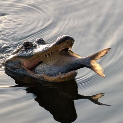 DavidCipollone's profile picture. I get blocked by a lot of people.
🇺🇸🇺🇸🇺🇸
Twitter is the place to watch the world burn.