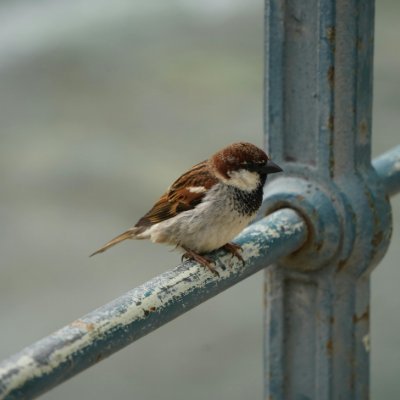 CiprianiShin's profile picture. I’m not a financial advisor, but I do play one on crypto forums.
If crypto crashes and no one tweets about it, did it really happen?.