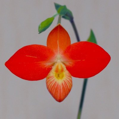 蘭丸 鬱罹患中 もォやだ！ (@RanmaruZooBoy) / Posts / X