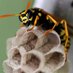 Wasp Swarm (@infernos_dante_) Twitter profile photo Wasp Swarm (@infernos_dante_) Twitter profile photo