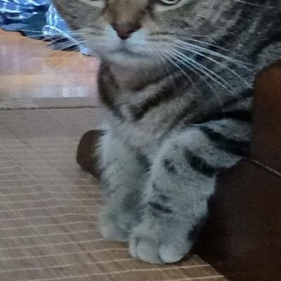 かつお🐾🐾さんのプロフィール画像