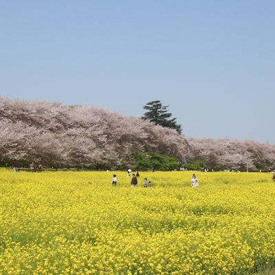 kenichi_mouko's profile picture. 休日を自由きままに過ごす。筋トレ💪自宅のみ  横浜優勝🎉
ロードバイク🚴ベイスターズ⚾️🏟️
   釣り、シーバス、ラーメン
にゃんこ大戦争