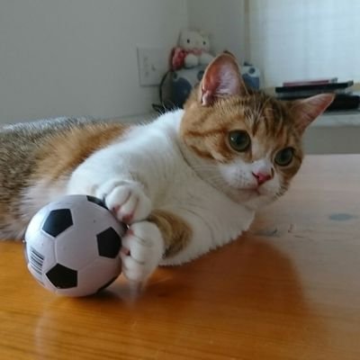 ⚽JFA・C級コーチ🟣 🏹🏹🏹(#6川辺駿) ⚾🎏(#31坂倉将吾🌸)🐈ナン(♀9歳) カイ(♂6歳)ミロ(♀5歳)モカ(♂6歳)タラ(♀9歳)ツナ(♂7歳)ソイ(♂5歳)茶々(♀4歳)アメ(♀4歳)モコ(♀5歳)ウリ(4歳) アユ(4歳)キク(3歳) #保護猫を家族に #NoWarPlease🌻